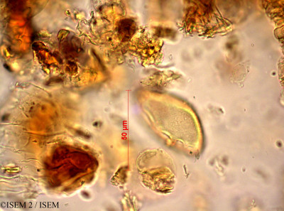ISEM 2/Geonoma_baculifera_10793/Geonoma_baculifera_10793_0001(copy)_thumb.jpg